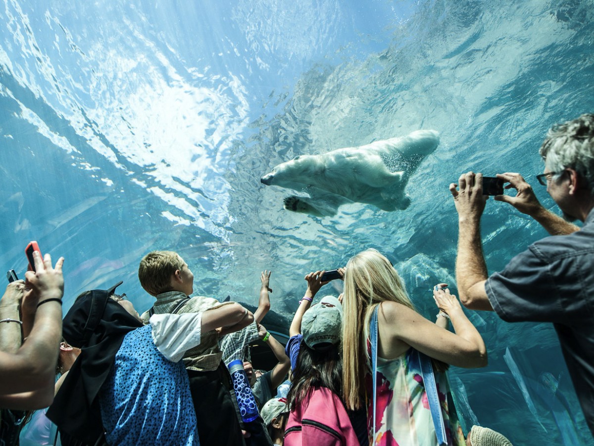 Family Guide to Spring Break in Winnipeg - You won't need to hold your breath, but you just might, as polar bears swim above you at the Assiniboine Park Zoo.