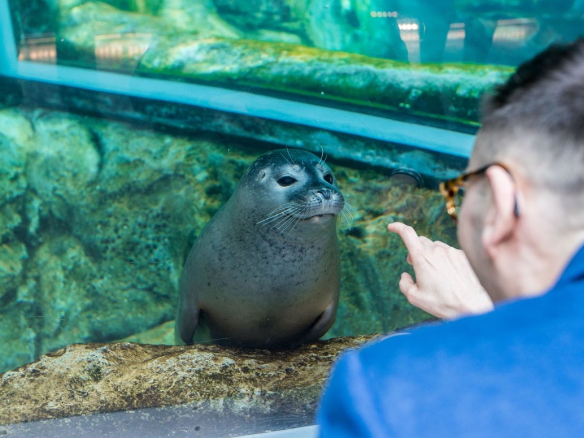 What’s open in Winnipeg now that restrictions have lessened - Assiniboine Park Zoo is now open again, so you can say hello to the seals - and no, he's not touching the glass (photo by Mike Peters)