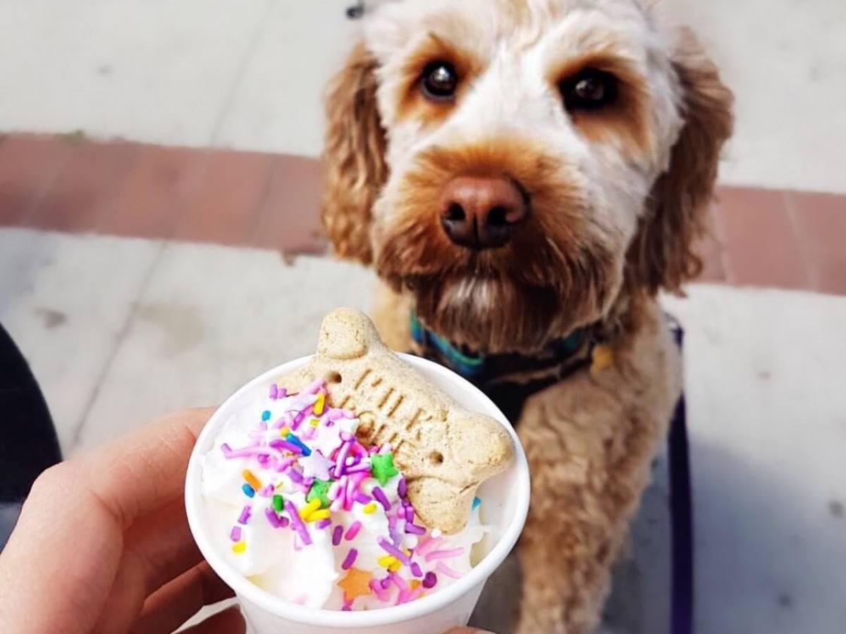 ​Ice cream cones and doggie bones - Photo: Milksmith