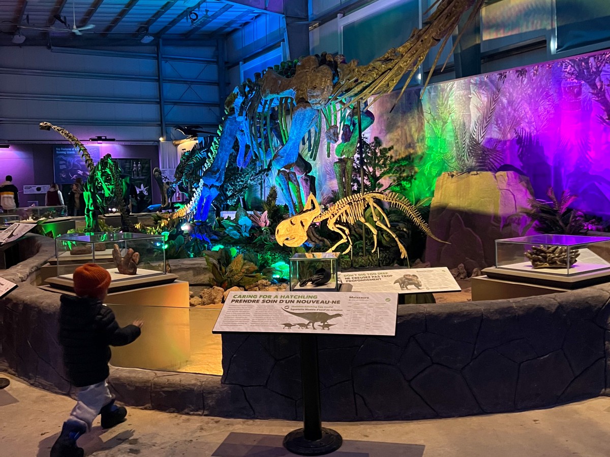 Family-friendly fun in Winnipeg this spring - Photo of Dinosaurs Uncovered at Assiniboine Park Zoo by Allison Panganiban.