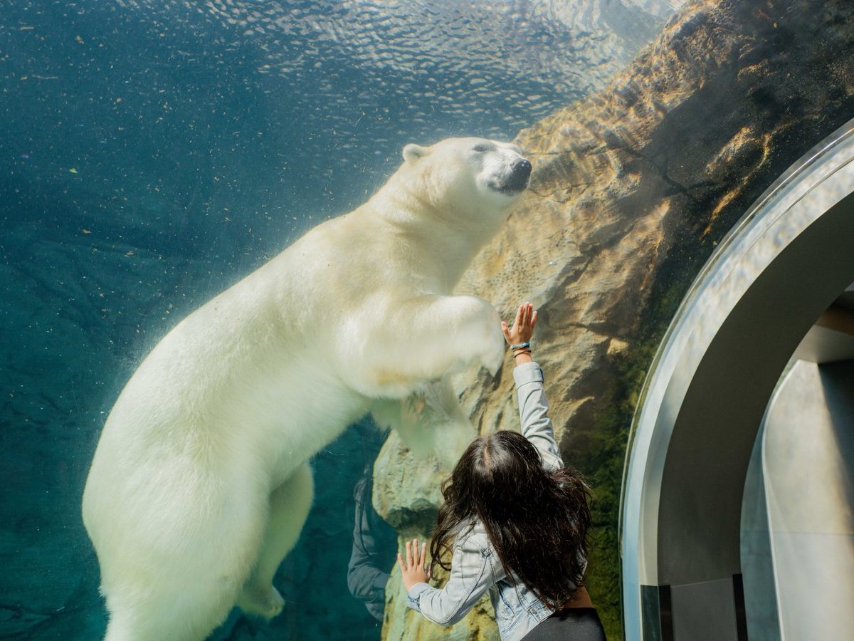 Five ways to celebrate Tourism Week in Winnipeg - The Journey to Churchill at Assiniboine Park Zoo (Mike Peters)