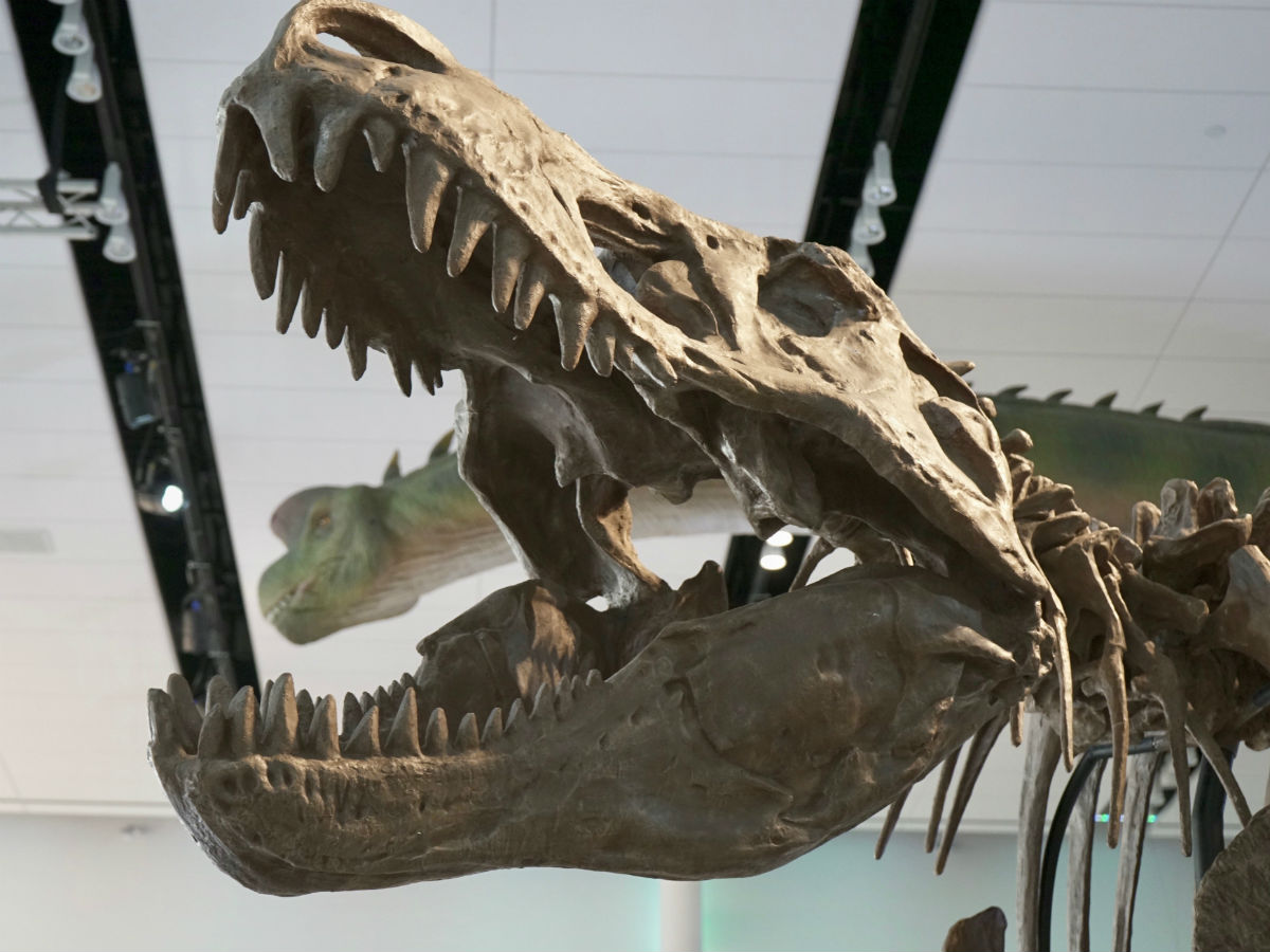 Manitoba Museum is the place to be this summer for dinosaurs, dioramas, and so much more!   - The World's Giant Dinosaurs exhibit at the Manitoba Museum (Tyler Walsh)