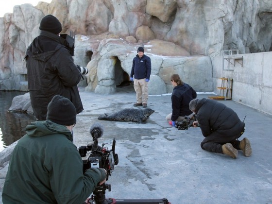 Good news for the 'Peg in 2022 - Behind-the-scenes filming CBC TV's Arctic Vets at Assiniboine Park Zoo