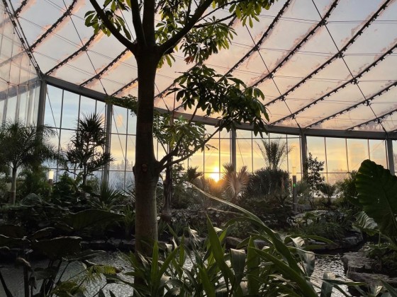 You’ll never want to leave The Leaf, our new world-class attraction - Sunrise in the Tropical Biome (Mike Green/Tourism Winnipeg)