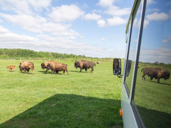 FortWhyte Alive’s A Prairie Legacy Experience will see you roam with bison