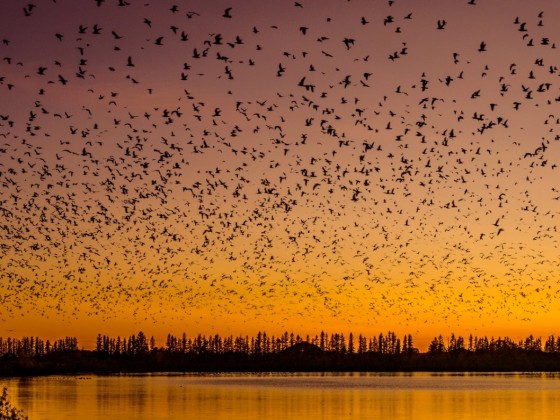 Migrate to FortWhyte Alive this autumn for Goose Flight Feasts