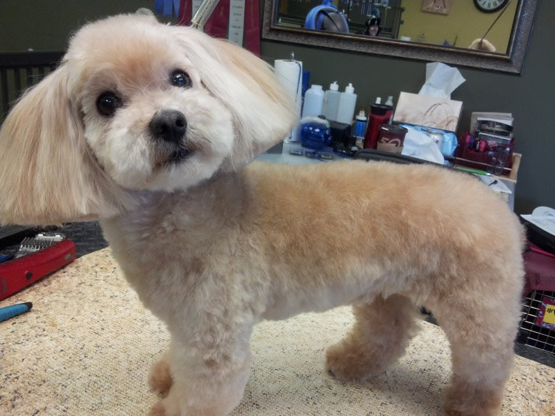 A mini-poodle after a lovely grooming session at Barks n' Bubbles (Barks n' Bubbles)
