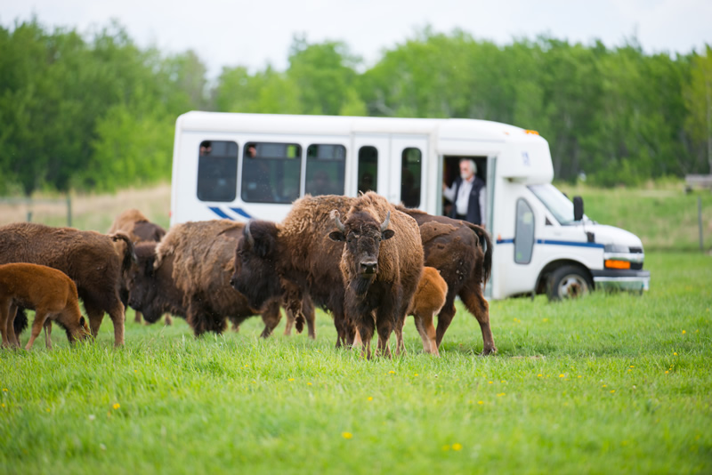 Get up close to North America's largest land animal at FortWhyte Alive (Dan Harper)