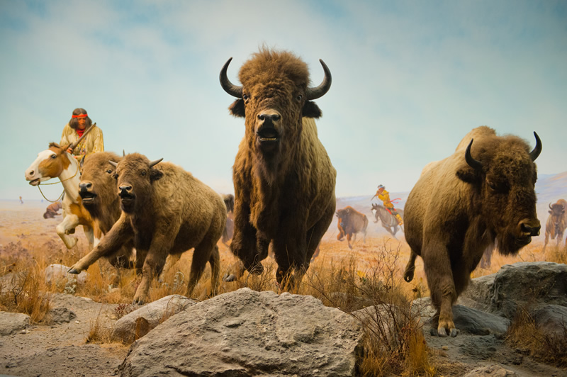 Bison hunt diorama at The Manitoba Museum (Dan Harper) 
