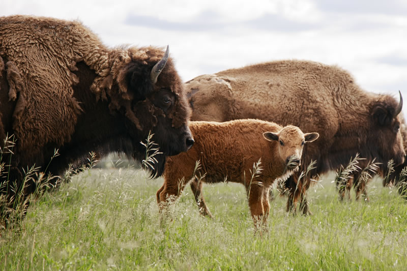 On a Bison Safari (photo by Ben Aguilar)