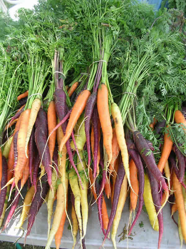 carrots, St. Norbert Farmers' Market